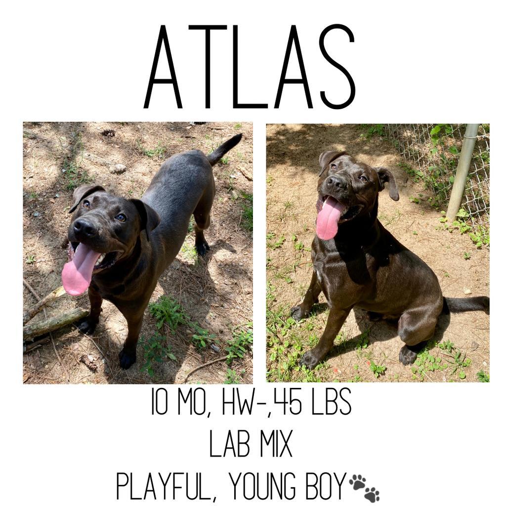 Atlas, an adoptable Labrador Retriever, Pit Bull Terrier in Albany, GA, 31706 | Photo Image 1
