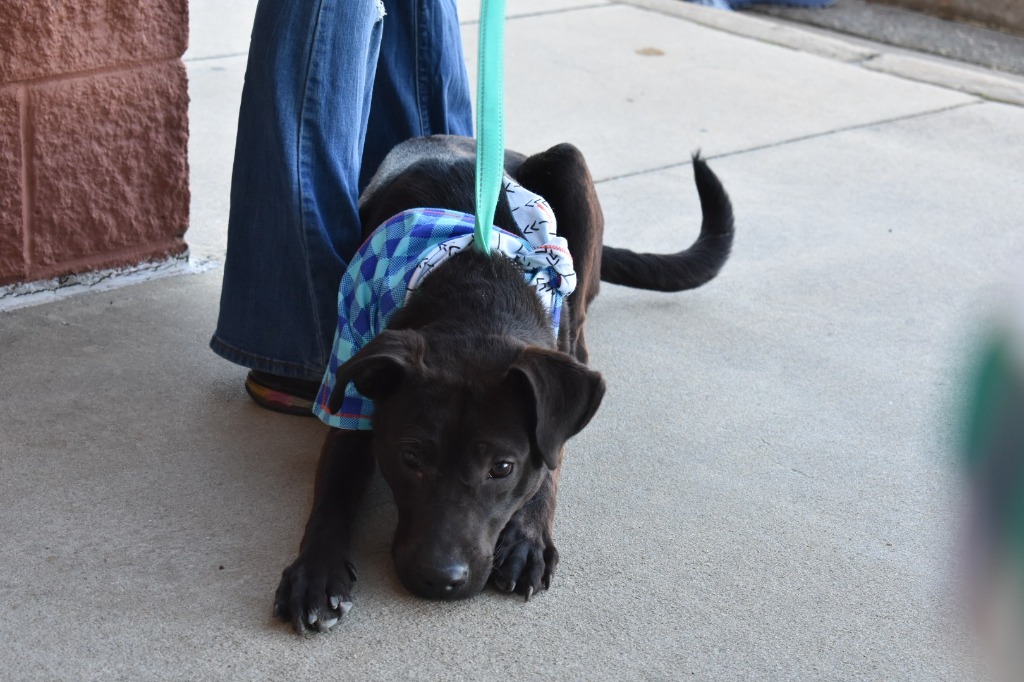 Atlas, an adoptable Labrador Retriever, Pit Bull Terrier in Albany, GA, 31706 | Photo Image 2