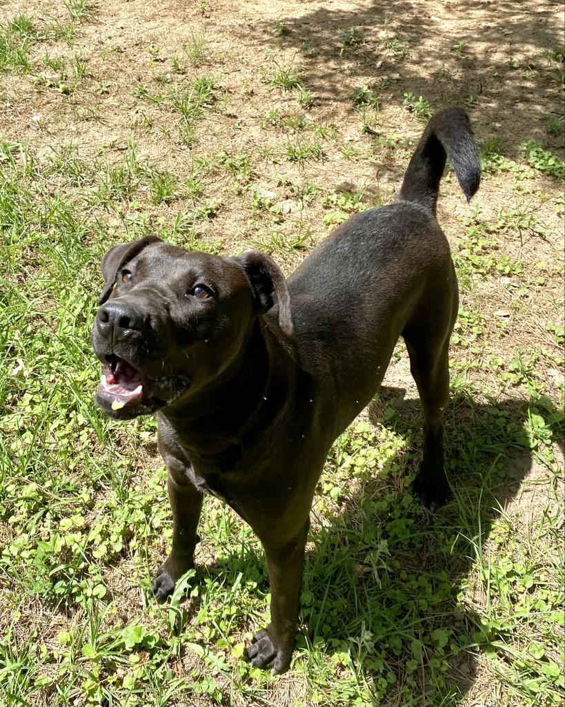 Atlas, an adoptable Labrador Retriever, Pit Bull Terrier in Albany, GA, 31706 | Photo Image 2