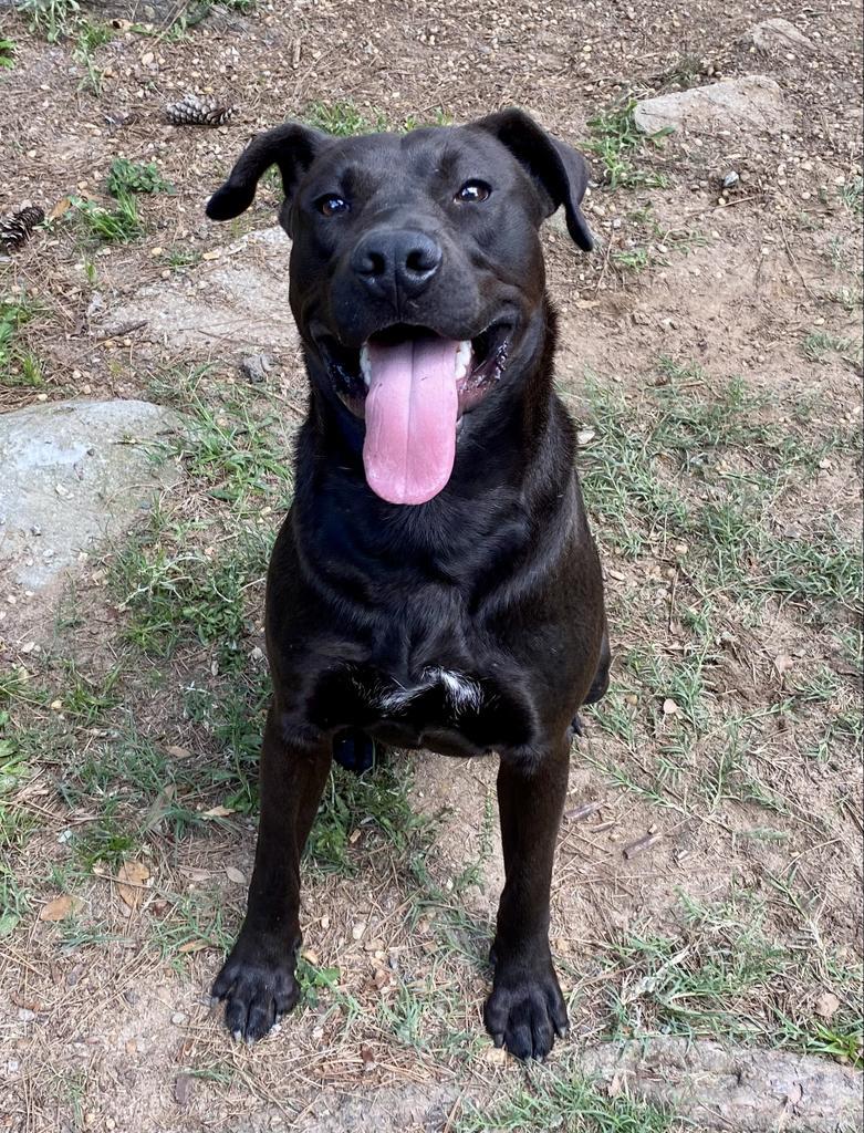 Atlas, an adoptable Labrador Retriever, Pit Bull Terrier in Albany, GA, 31706 | Photo Image 2