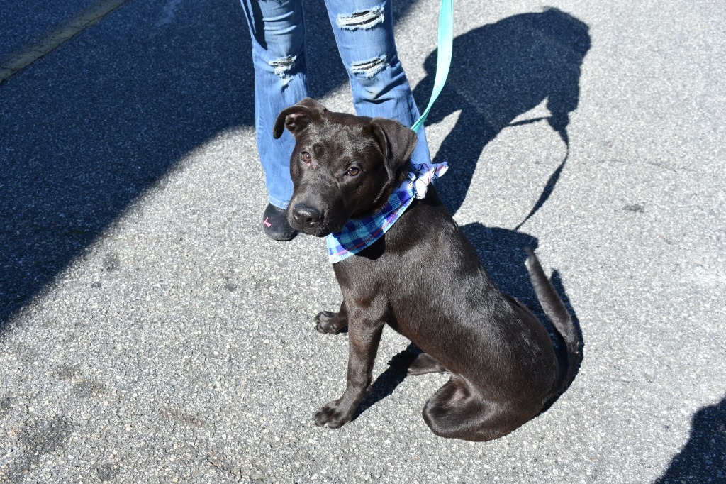 Atlas, an adoptable Labrador Retriever, Pit Bull Terrier in Albany, GA, 31706 | Photo Image 3