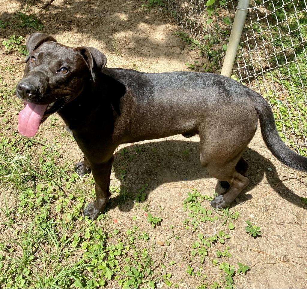 Atlas, an adoptable Labrador Retriever, Pit Bull Terrier in Albany, GA, 31706 | Photo Image 3