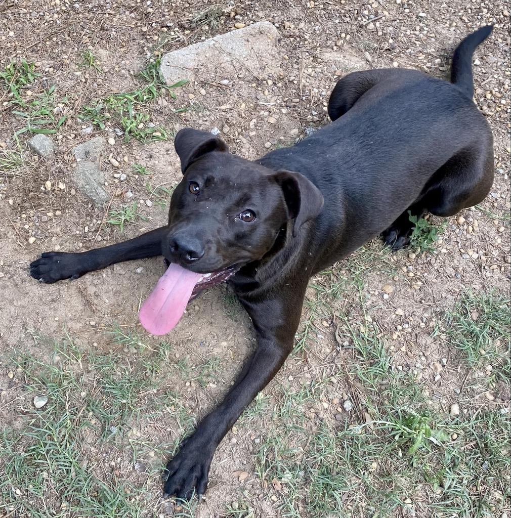 Atlas, an adoptable Labrador Retriever, Pit Bull Terrier in Albany, GA, 31706 | Photo Image 3