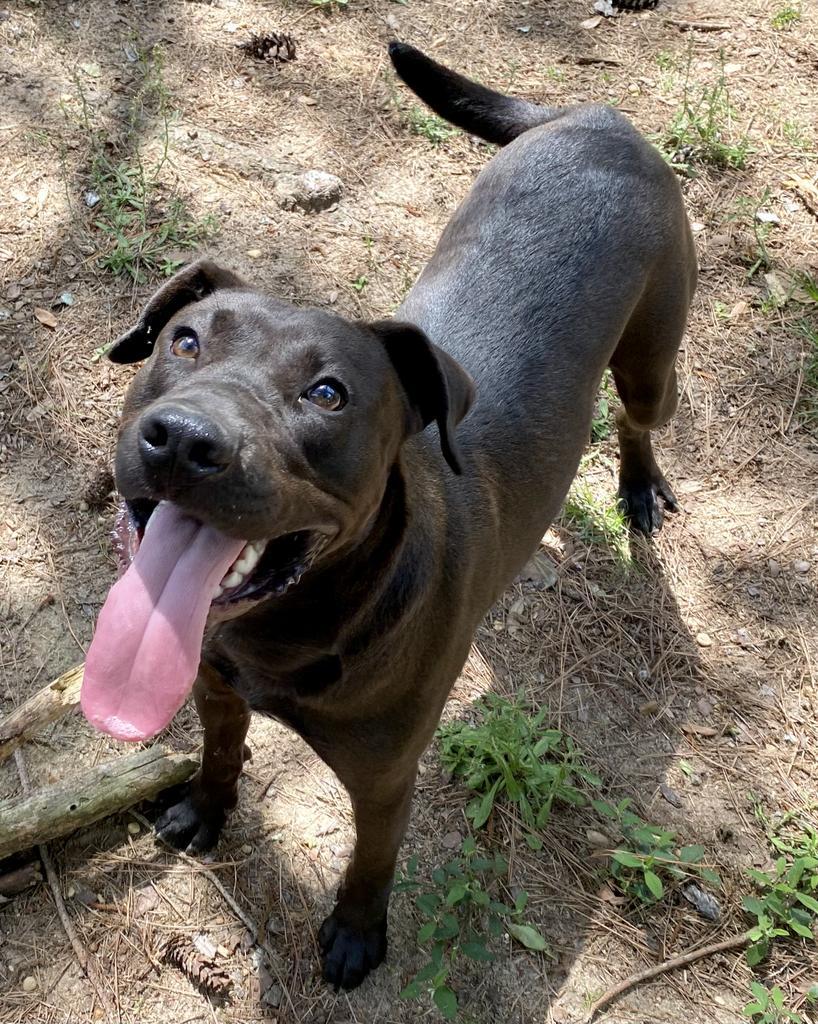 Atlas, an adoptable Labrador Retriever, Pit Bull Terrier in Albany, GA, 31706 | Photo Image 4