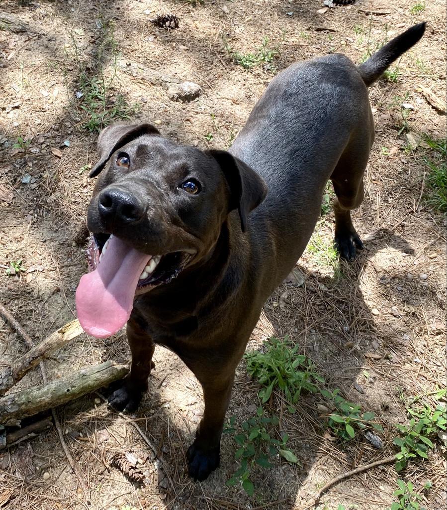 Atlas, an adoptable Labrador Retriever, Pit Bull Terrier in Albany, GA, 31706 | Photo Image 4