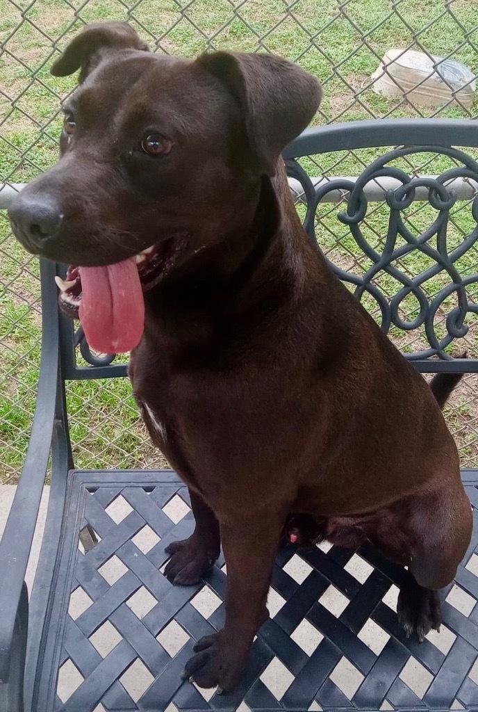 Atlas, an adoptable Labrador Retriever, Pit Bull Terrier in Albany, GA, 31706 | Photo Image 5