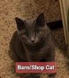 Cue (Barn/Shop Cat)