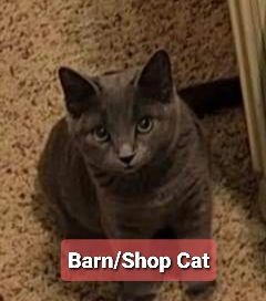 Cue (Barn/Shop Cat) 1