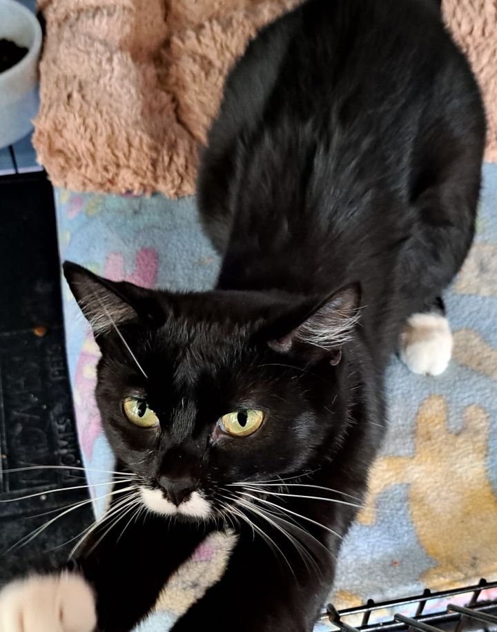 Patchouli, an adoptable Tuxedo in Wild Rose, WI_image-2