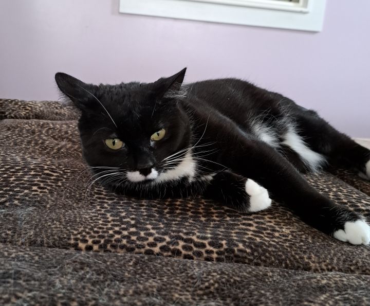 Patchouli, an adoptable Tuxedo in Wild Rose, WI_image-4