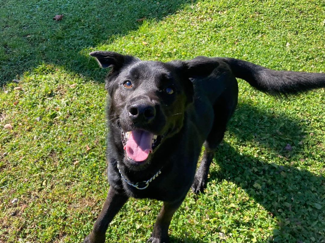 Dog for adoption - Fluffy, a Black Labrador Retriever Mix in