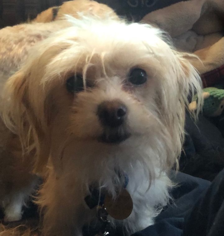 yorkshire terrier mix with shih tzu