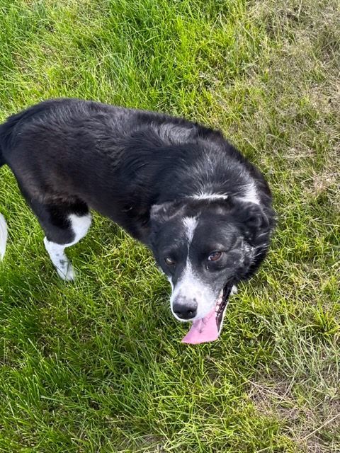 Dog for adoption - Diesel and Thor, a Border Collie in Montpelier, ID ...