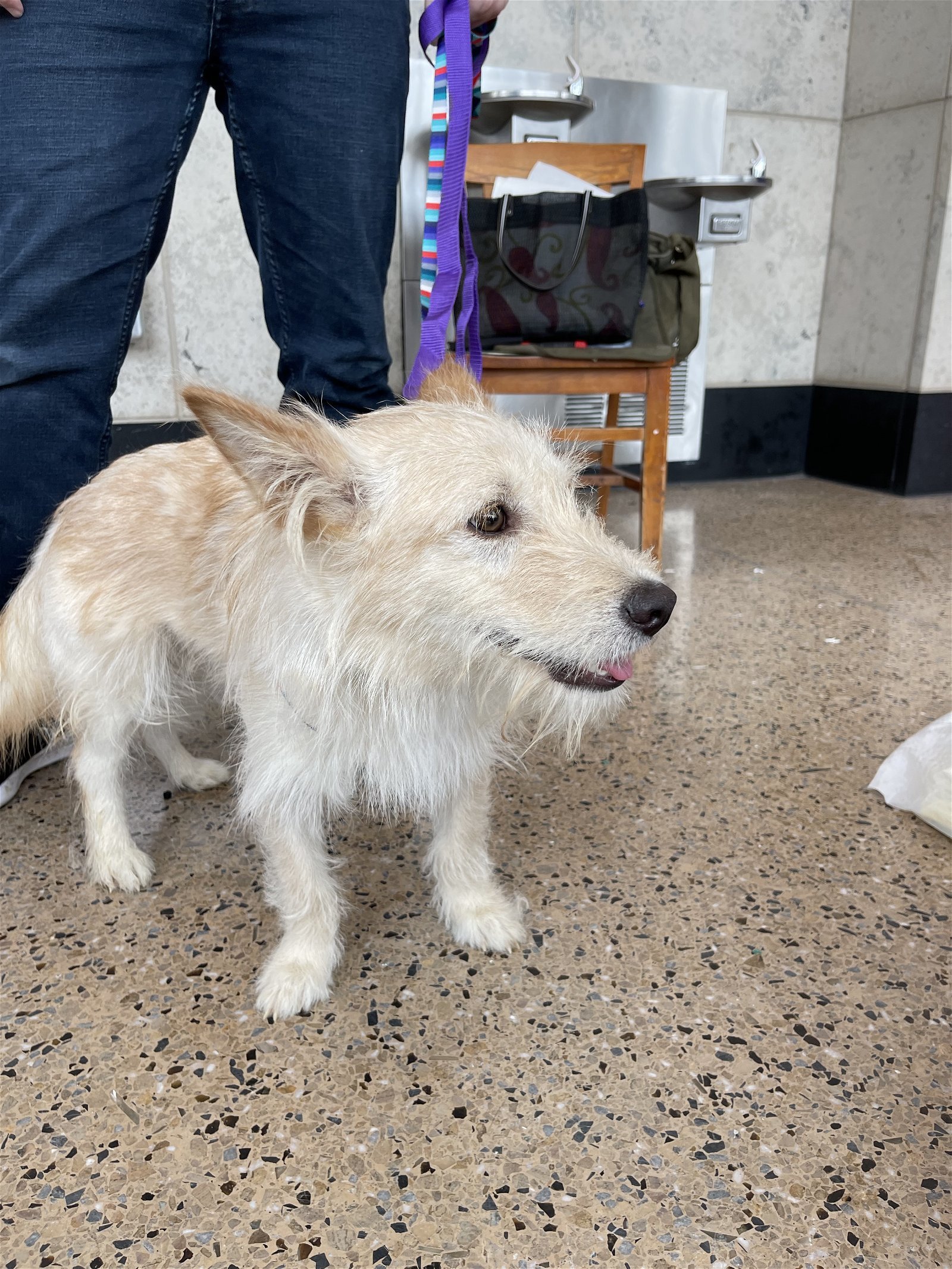 Cotton - Sweet Shy Boy, an adoptable Terrier in Seattle, WA, 98119 | Photo Image 1
