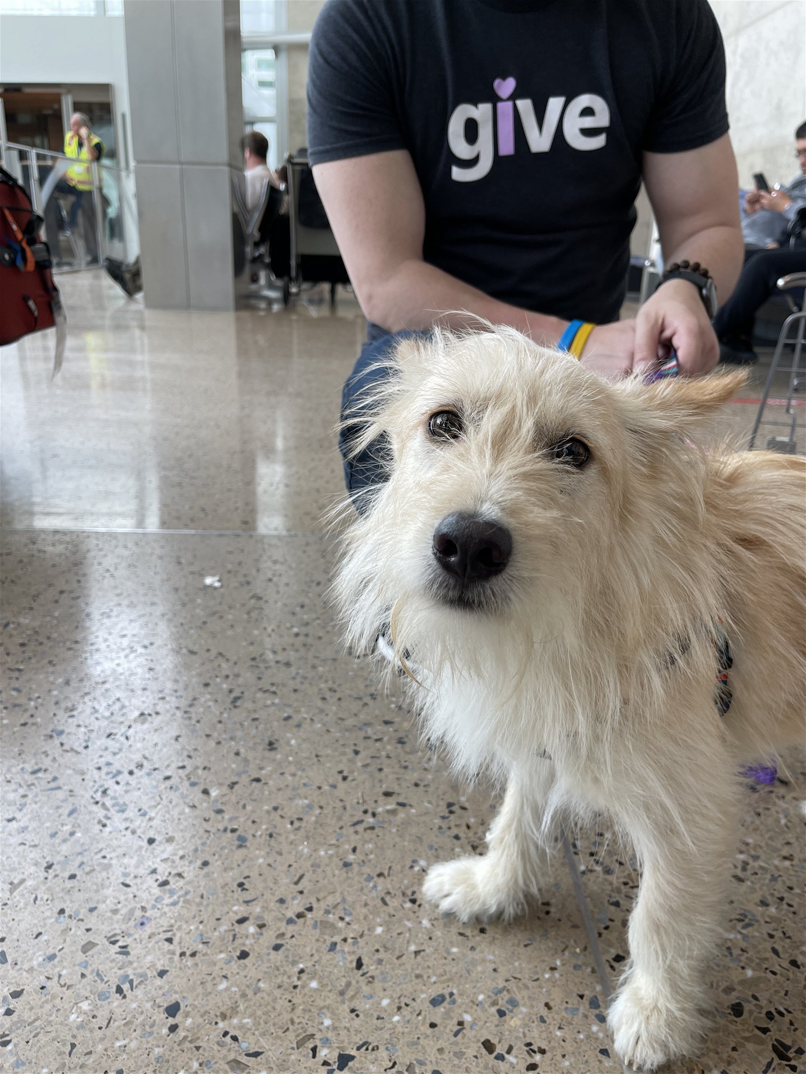 Cotton - Sweet Shy Boy, an adoptable Terrier in Seattle, WA, 98119 | Photo Image 2