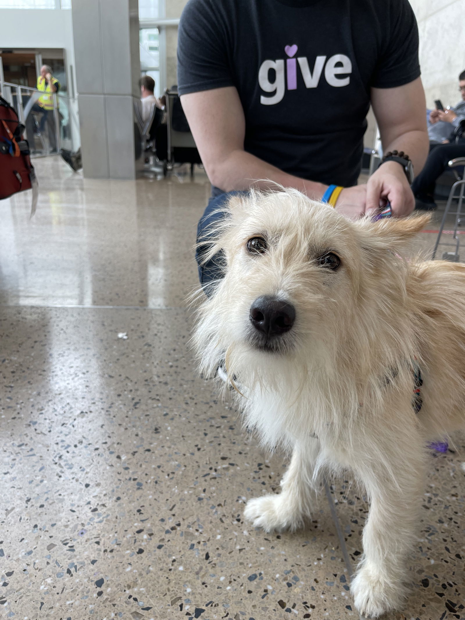 Cotton, an adoptable Terrier in Seattle, WA, 98119 | Photo Image 2