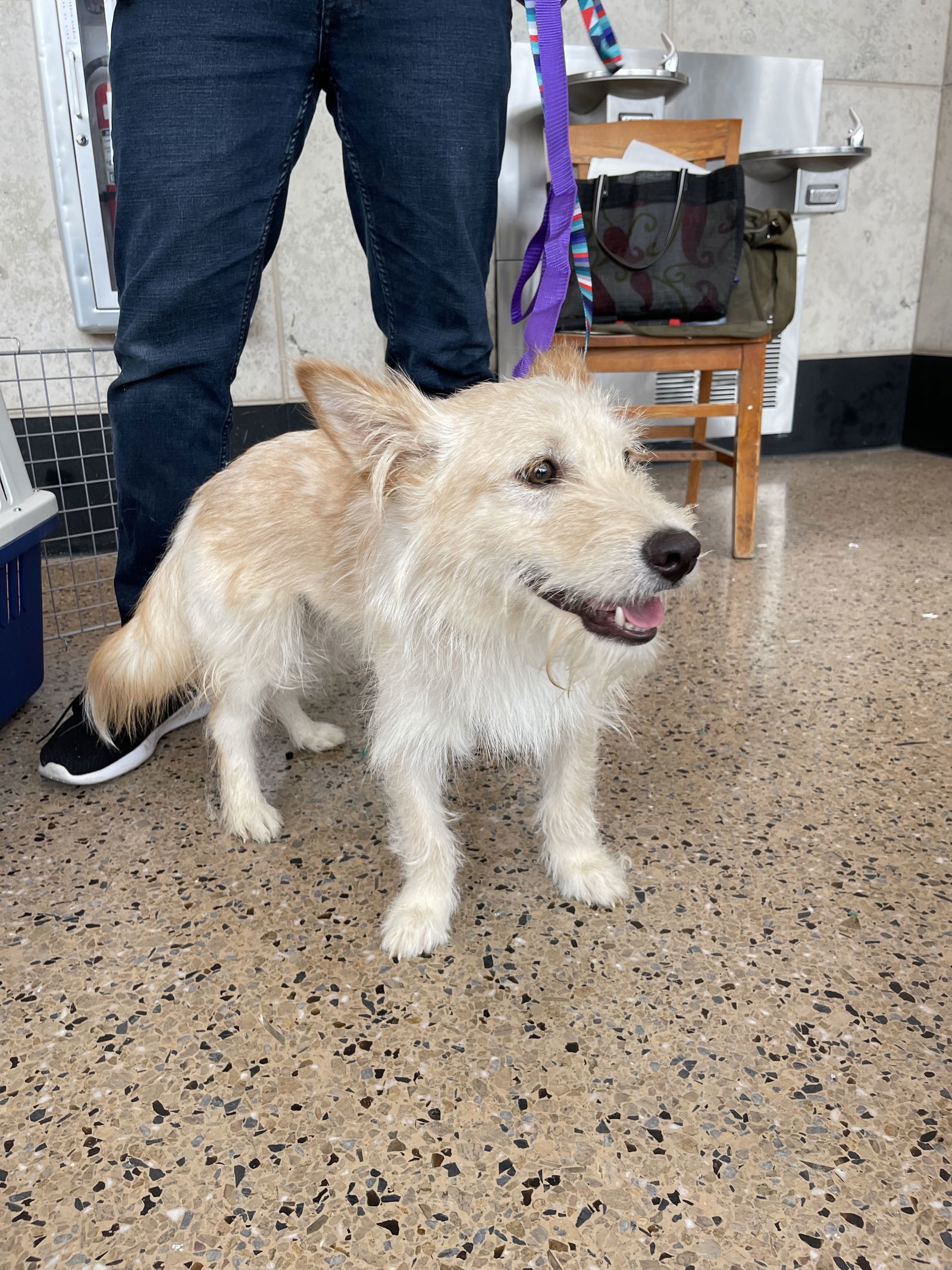 Cotton - Sweet Shy Boy, an adoptable Terrier in Seattle, WA, 98119 | Photo Image 3