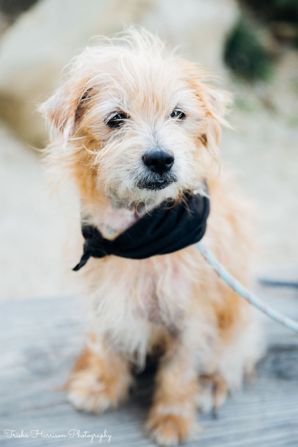 Dog for adoption - Aardvark , a Norwich Terrier & Cairn Terrier Mix in