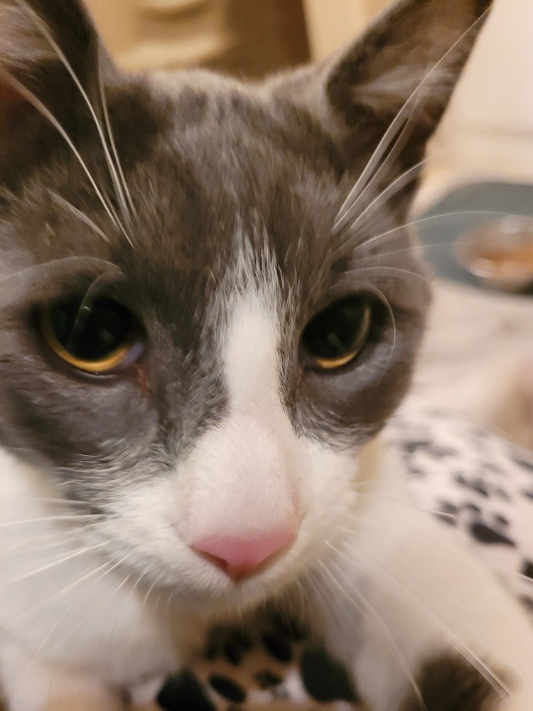 AC Sky, an adoptable Domestic Short Hair in Fremont, NE, 68025 | Photo Image 3