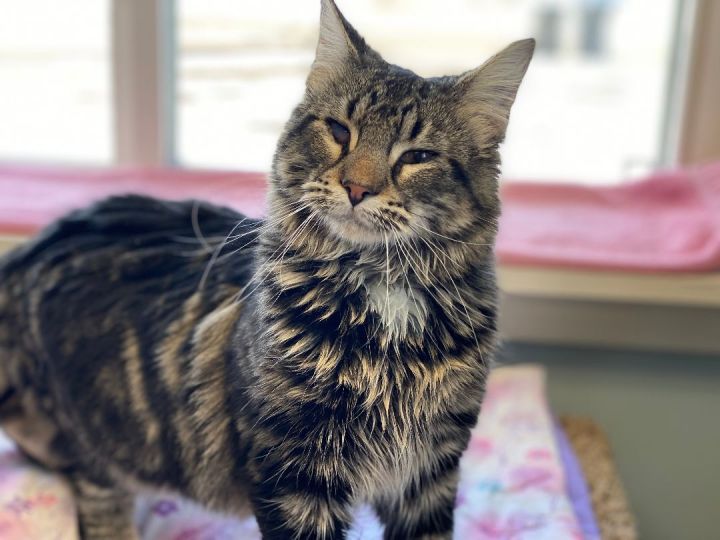 Helene, an adoptable Tabby in Pierre, SD_image-1