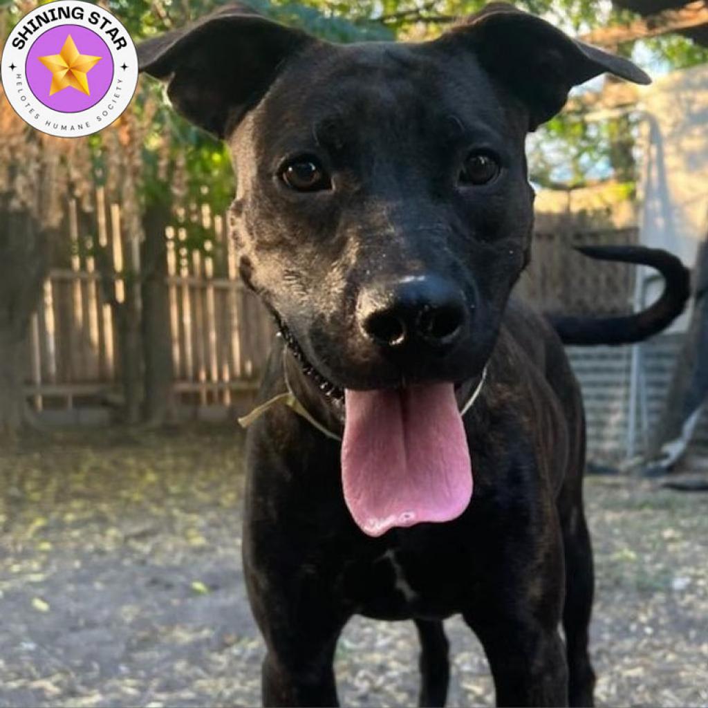 Luna, an adoptable Terrier, Retriever in San Antonio, TX, 78253 | Photo Image 1