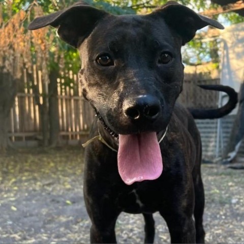 Luna, an adoptable Terrier, Retriever in San Antonio, TX, 78253 | Photo Image 2