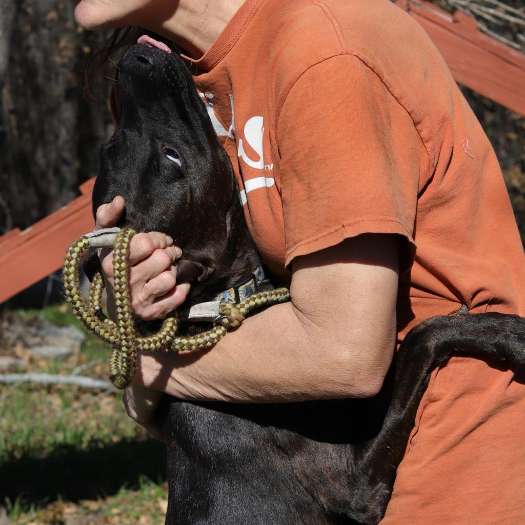 Luna, an adoptable Terrier, Retriever in San Antonio, TX, 78253 | Photo Image 2