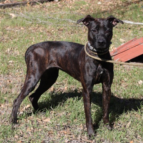 Luna, an adoptable Terrier, Retriever in San Antonio, TX, 78253 | Photo Image 3