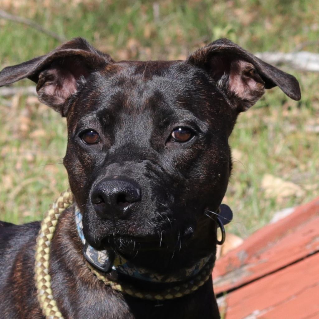 Luna, an adoptable Terrier, Retriever in San Antonio, TX, 78253 | Photo Image 3