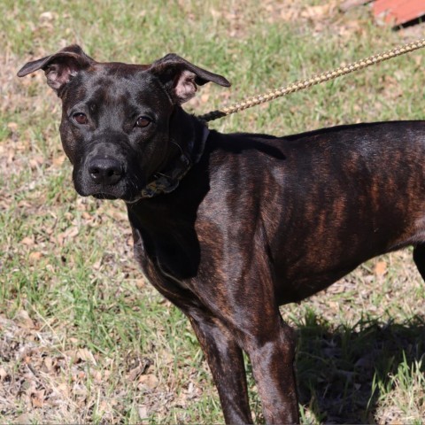 Luna, an adoptable Terrier, Retriever in San Antonio, TX, 78253 | Photo Image 4