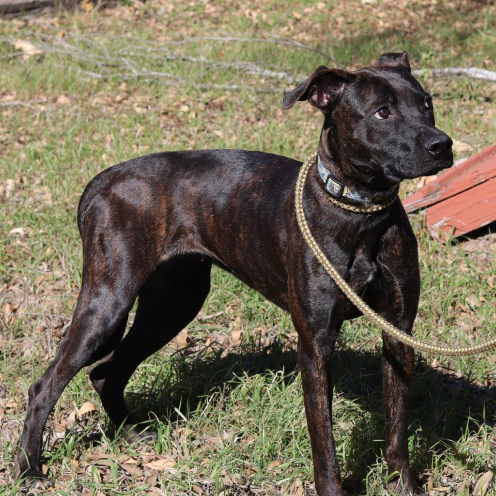 Luna, an adoptable Terrier, Retriever in San Antonio, TX, 78253 | Photo Image 4