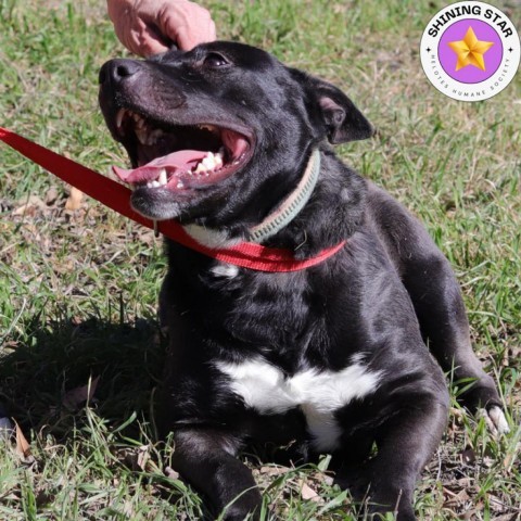 Zelda, an adoptable Bull Terrier, Pit Bull Terrier in San Antonio, TX, 78253 | Photo Image 1