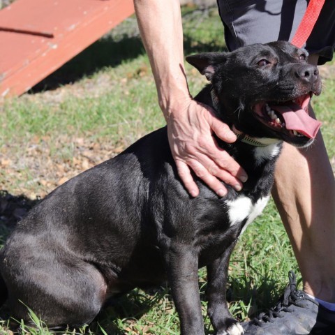 Zelda, an adoptable Bull Terrier, Pit Bull Terrier in San Antonio, TX, 78253 | Photo Image 2