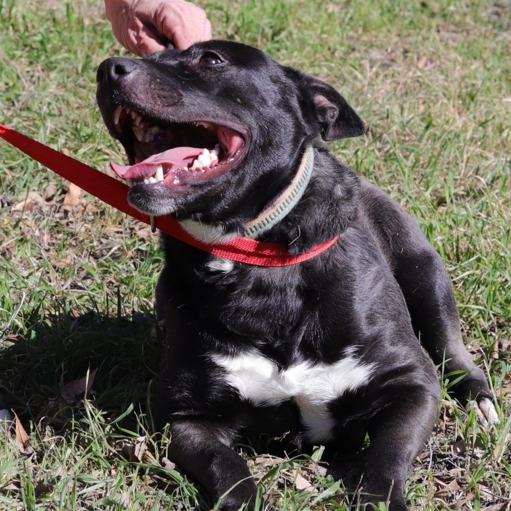 Zelda, an adoptable Bull Terrier, Pit Bull Terrier in San Antonio, TX, 78253 | Photo Image 2