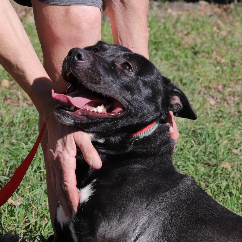 Zelda, an adoptable Bull Terrier, Pit Bull Terrier in San Antonio, TX, 78253 | Photo Image 3