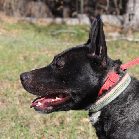 Zelda, an adoptable Bull Terrier, Pit Bull Terrier in San Antonio, TX, 78253 | Photo Image 4