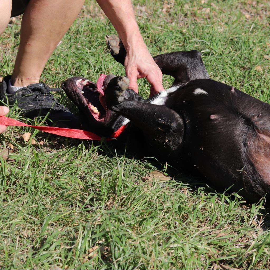 Zelda, an adoptable Bull Terrier, Pit Bull Terrier in San Antonio, TX, 78253 | Photo Image 5