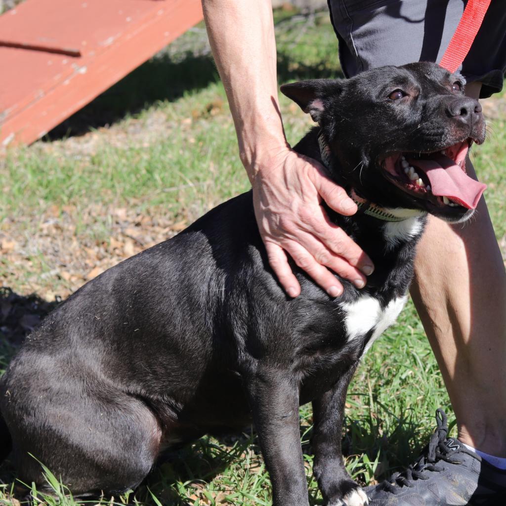 Zelda, an adoptable Bull Terrier, Pit Bull Terrier in San Antonio, TX, 78253 | Photo Image 6
