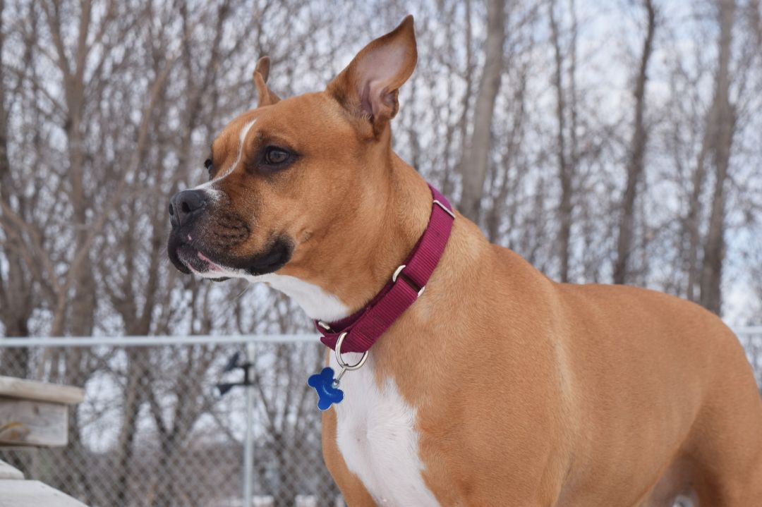 Ginny, an adoptable Pit Bull Terrier in Tomah, WI, 54660 | Photo Image 3