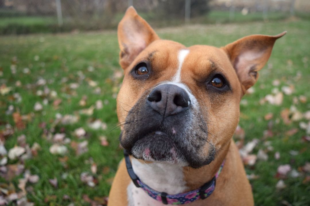 Ginny, an adoptable Pit Bull Terrier in Tomah, WI, 54660 | Photo Image 1