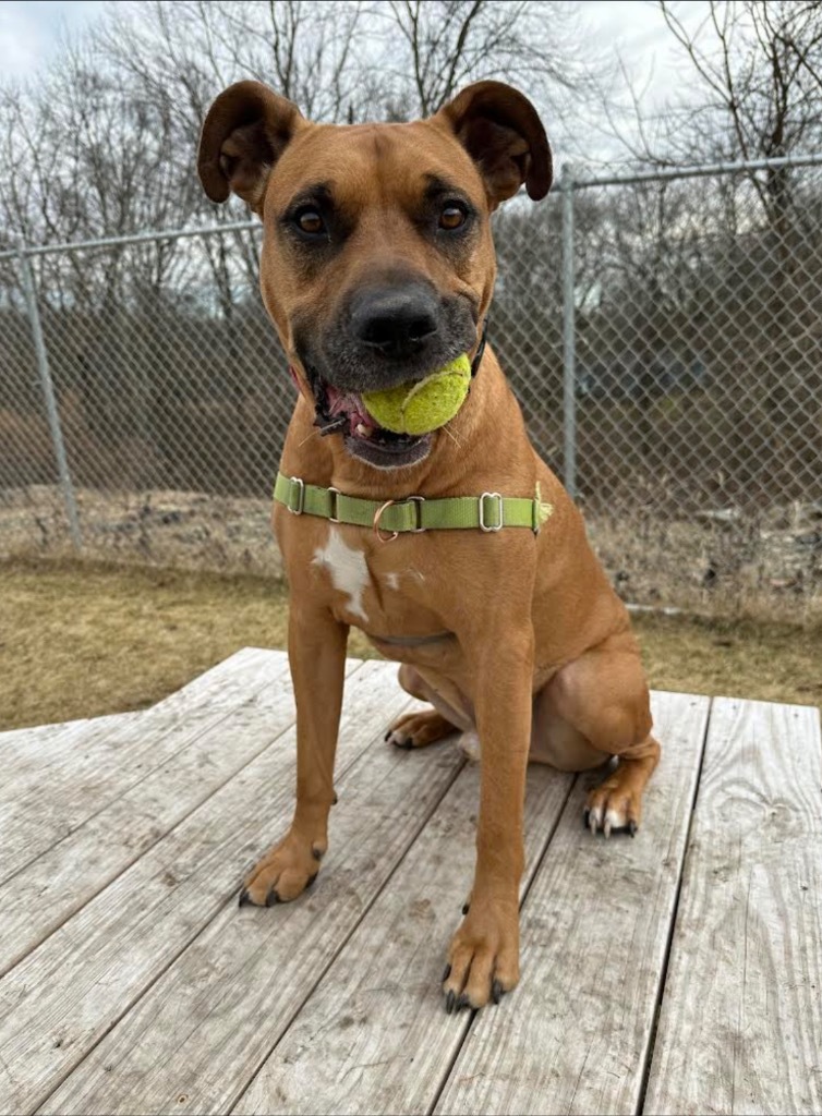 Bailey, an adoptable Black Mouth Cur in Hyde Park, NY, 12538 | Photo Image 1