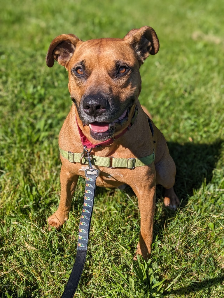 Bailey, an adoptable Black Mouth Cur in Hyde Park, NY, 12538 | Photo Image 1