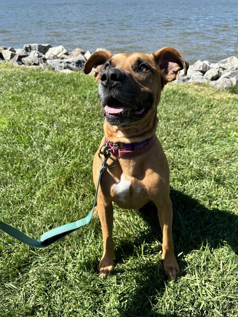 Bailey, an adoptable Boxer, Pit Bull Terrier in Hyde Park, NY, 12538 | Photo Image 1