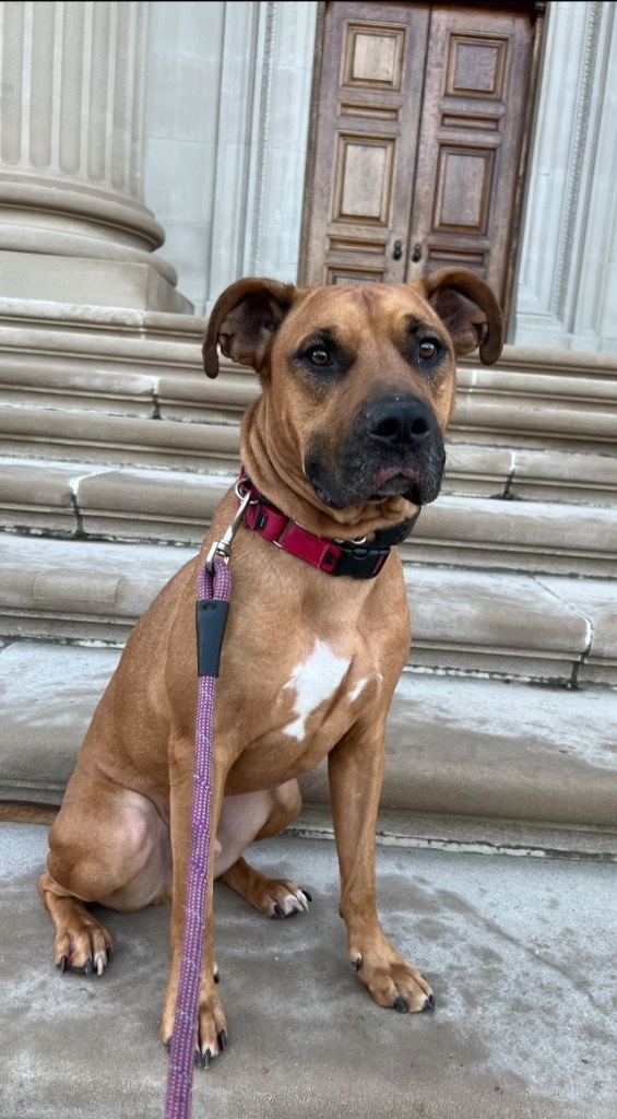 Bailey, an adoptable Black Mouth Cur in Hyde Park, NY, 12538 | Photo Image 2