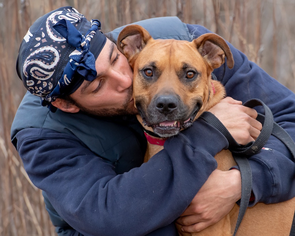 Bailey, an adoptable Boxer, Pit Bull Terrier in Hyde Park, NY, 12538 | Photo Image 2