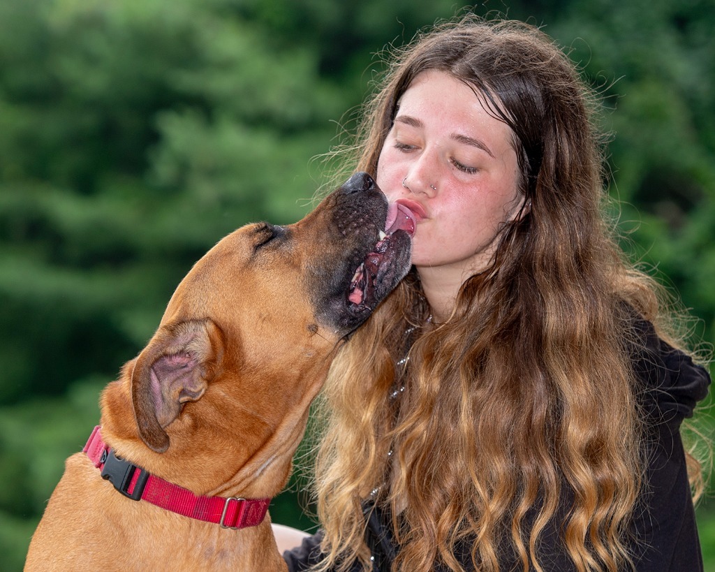 Bailey, an adoptable Boxer, Pit Bull Terrier in Hyde Park, NY, 12538 | Photo Image 3