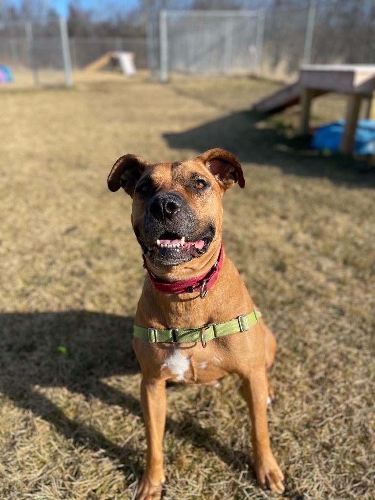 Bailey, an adoptable Boxer, Pit Bull Terrier in Hyde Park, NY, 12538 | Photo Image 4