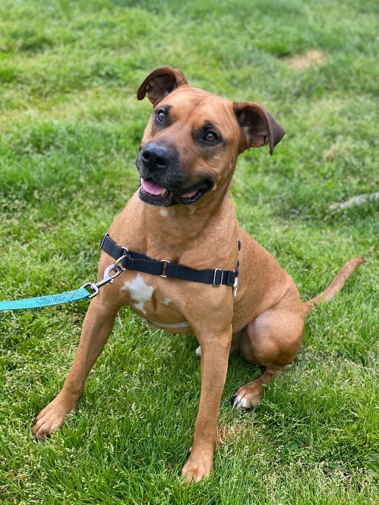 Bailey, an adoptable Black Mouth Cur in Hyde Park, NY, 12538 | Photo Image 5