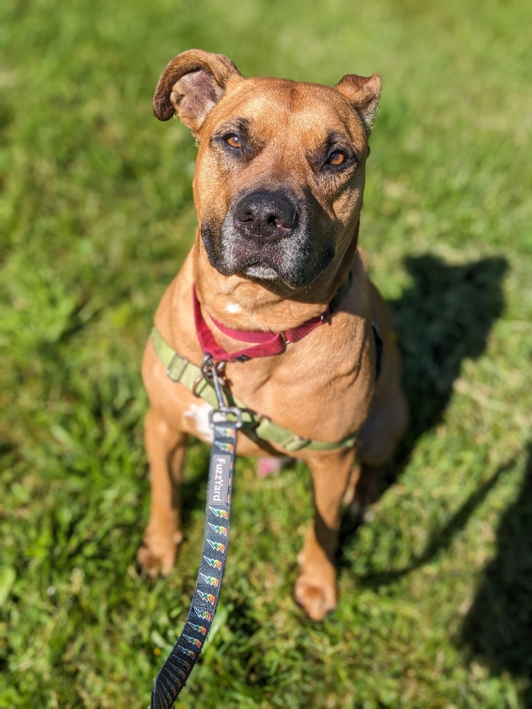 Bailey, an adoptable Boxer, Pit Bull Terrier in Hyde Park, NY, 12538 | Photo Image 5