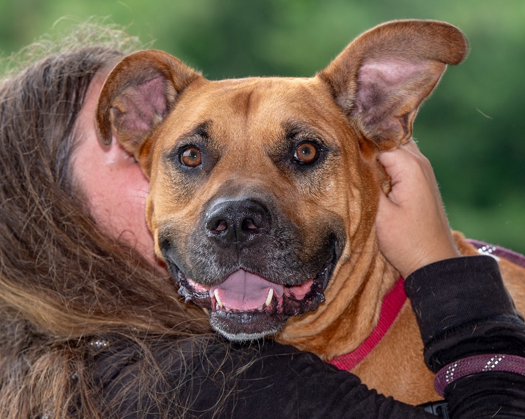 Bailey, an adoptable Black Mouth Cur in Hyde Park, NY, 12538 | Photo Image 6